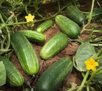 Organic Cucumber (Kheera)