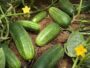 Desi Cucumber (500g)