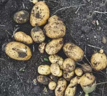 Organic Mountain Potato (Pahadi Aaloo) ₹55/kg