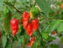 Organic King Chilli 12/pc