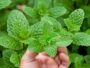 Mint (Mentha) (200g)