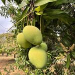 Organic Raw Mango