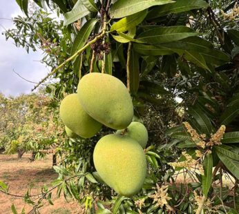 Raw Mango ₹207/Kg