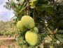 Organic Raw Mango