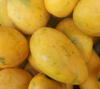 Safeda/Banganapalle Mango from Andhra