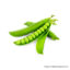 Pea