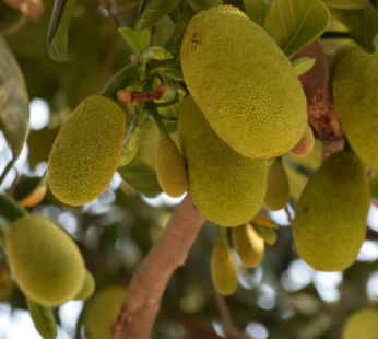 Jackfruit (Kathal)
