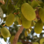 Jackfruit 2