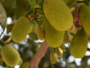 Jackfruit (Kathal)