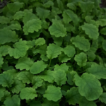 Mustard leaf
