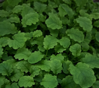Mustard leaf