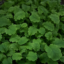 Mustard leaf