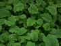 Mustard leaf