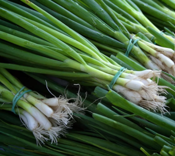 Spring onion