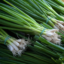 Spring Onion