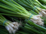 Spring onion
