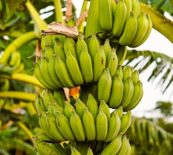 Raw Banana