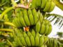 Raw Banana