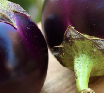 Gol Brinjal