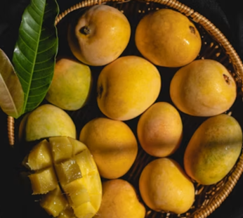 Mango (Alphonso)