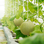 muskmelon