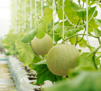 muskmelon