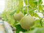 muskmelon