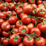 tomato hybrid