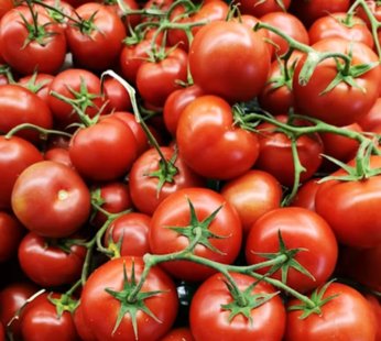Tomato (hybrid)