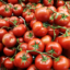 tomato hybrid