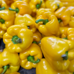 yellow capsicum