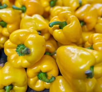 Capsicum (yellow)