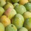 mangoes malda